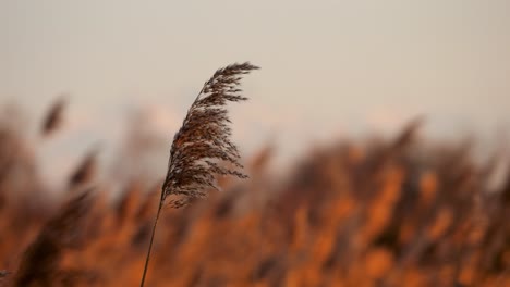 slow motion of tall wheat grain grasses swaying in the wind at sunset, with warm golden tones