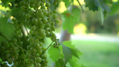 Green grape clusters on vineyard