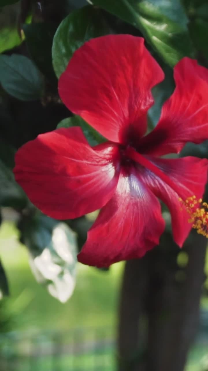 Primo piano di un fiore di ibisco rosso vibrante