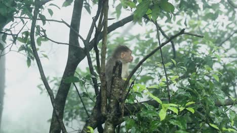 cute monkey sitting on a tree and looking around