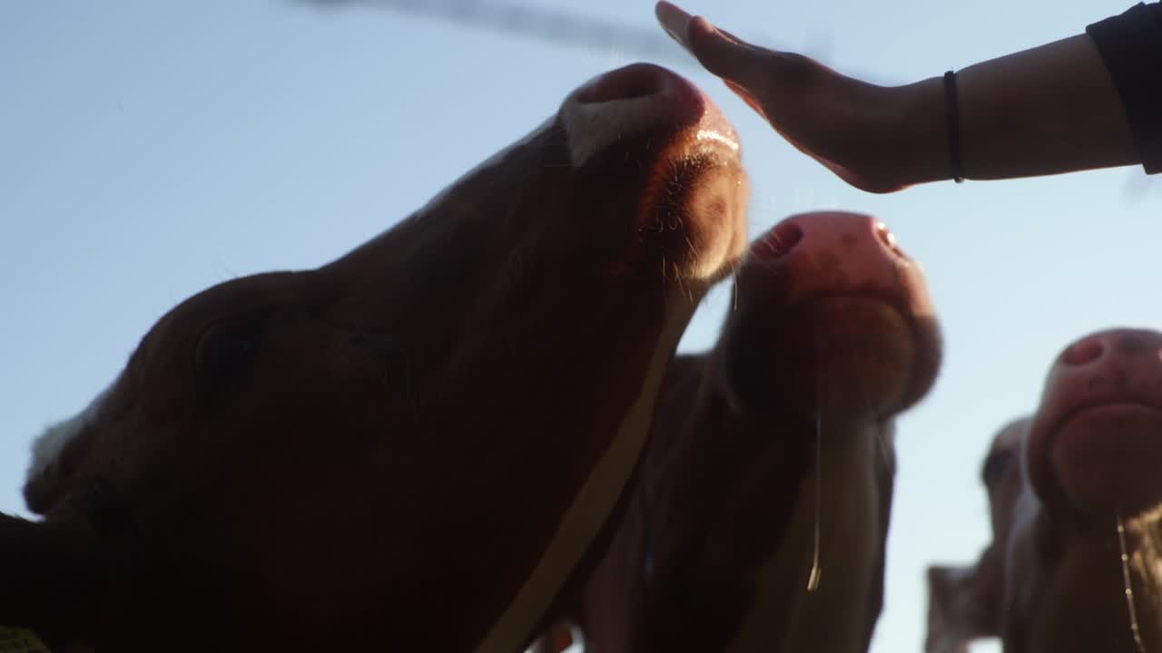 A cow licking a girls hand in a close-up shot backlit by the sun.
