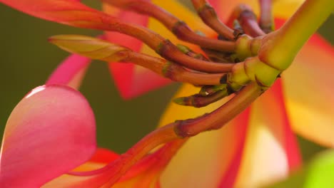 closeup of the frangipani plant stems