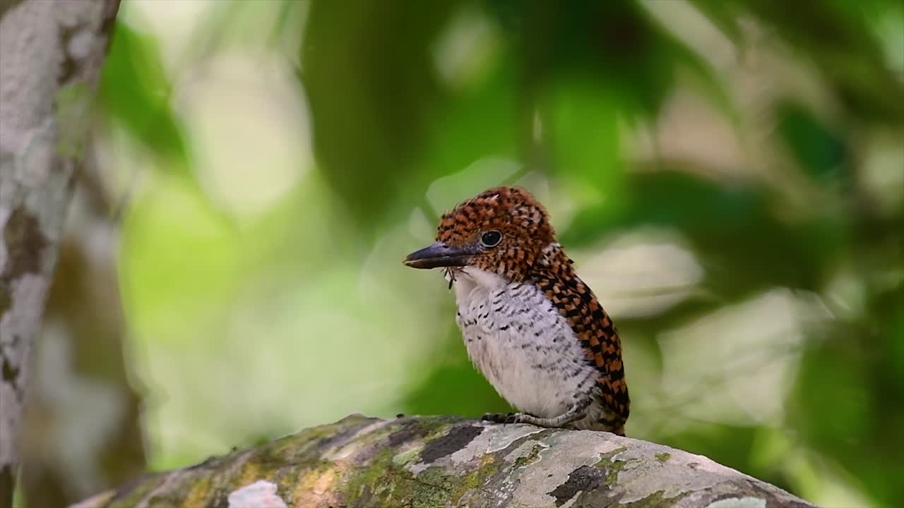 un martín pescador de árboles y una de las aves más hermosas que se encuentran en tailandia dentro de las selvas tropicales