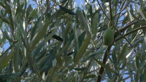 grüne oliven, die auf dem baum wachsen