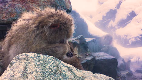 Mamá-Mono-Recogiendo-Pulgas-Acicalándose-Con-Su-Mono-Bebé-Detrás-De-Las-Rocas-En-Las-Aguas-Termales-En-El-Parque-De-Monos-De-Nieve-Japón