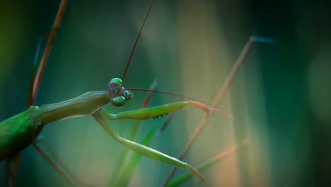 Un-Clip-Sobre-Una-Mantis