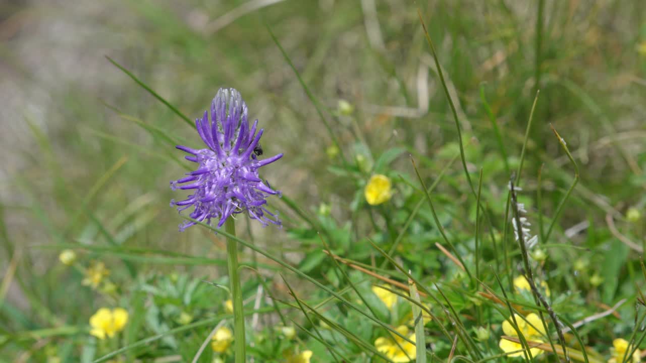 A fly is crawling on a wildflower in a wild meadow in nature