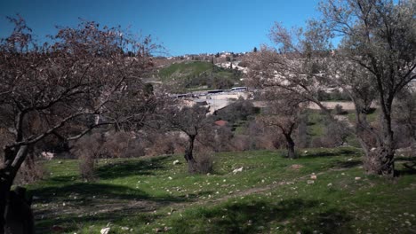 olive trees on mount of olives israel