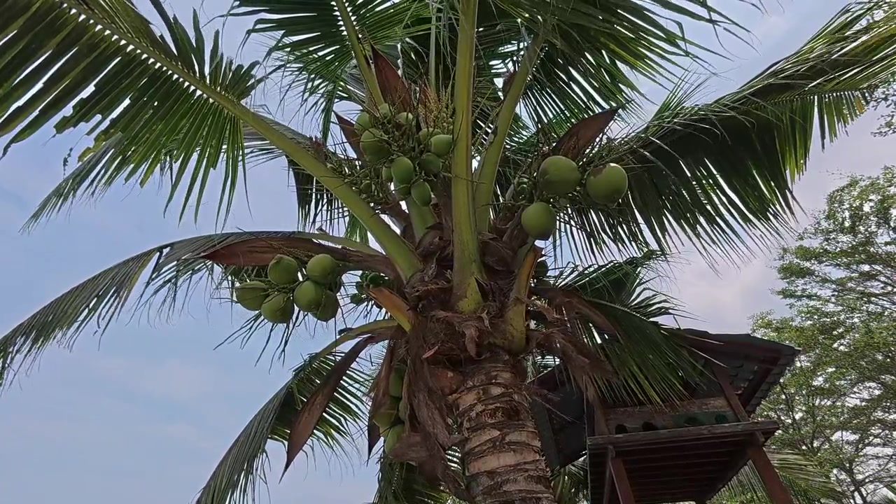 A coconut tree grows along an irrigation canal in a scenic paddy field. It is heavily loaded with fresh green coconuts. The tranquil landscape showcases a beautiful rural agricultural scene.