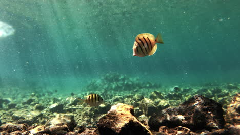 Underwater-shot-of-convict-tang-fish-in-glittery-tropical-sea,-Hawaii