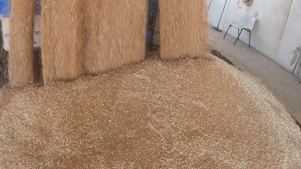 A dramatic pullback shot capturing the unloading process of grain flowing rapidly into a silo intake grid at harvesting centre in Western Australia.