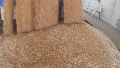 a dramatic pullback shot capturing the unloading process of grain flowing rapidly into a silo intake grid at harvesting centre in western australia.