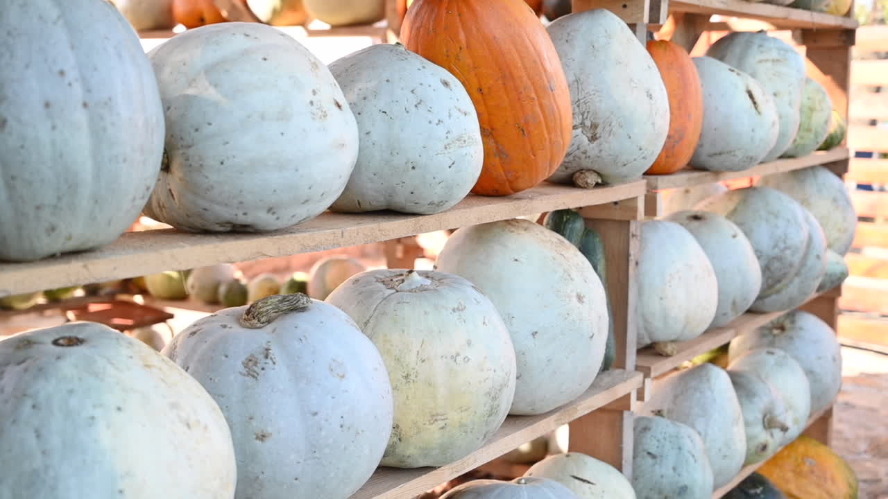 White and orange pumpkins at a farm, wooden shelves
