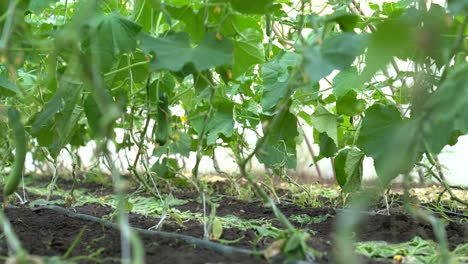 Low-angle-view-of-cucumber-plants-in-a-garden,-showing-lush-leaves-and-soil