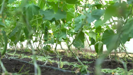 vista de ángulo bajo de las plantas de pepino en un jardín, mostrando hojas exuberantes y suelo