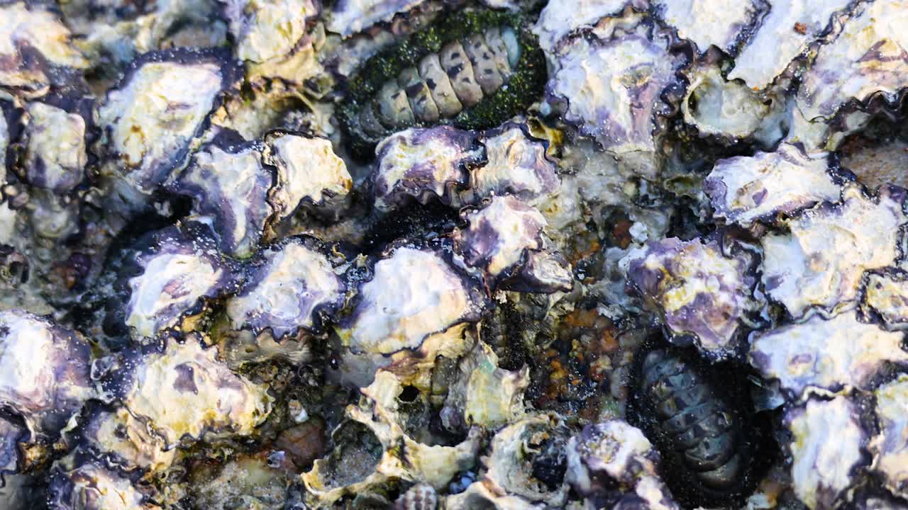 푸켓의 카론 해변에 있는 바위 위의 해양생물