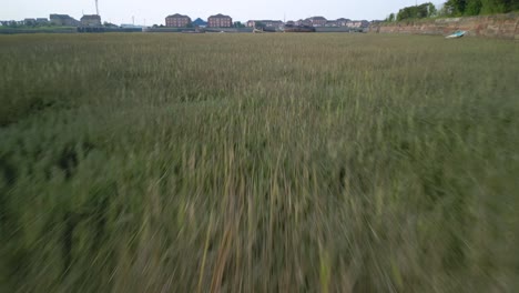 flying fast and very low over grass tops on salt marsh with rise over marooned, derelict shipwrecks at fleetwood, lancashire, uk