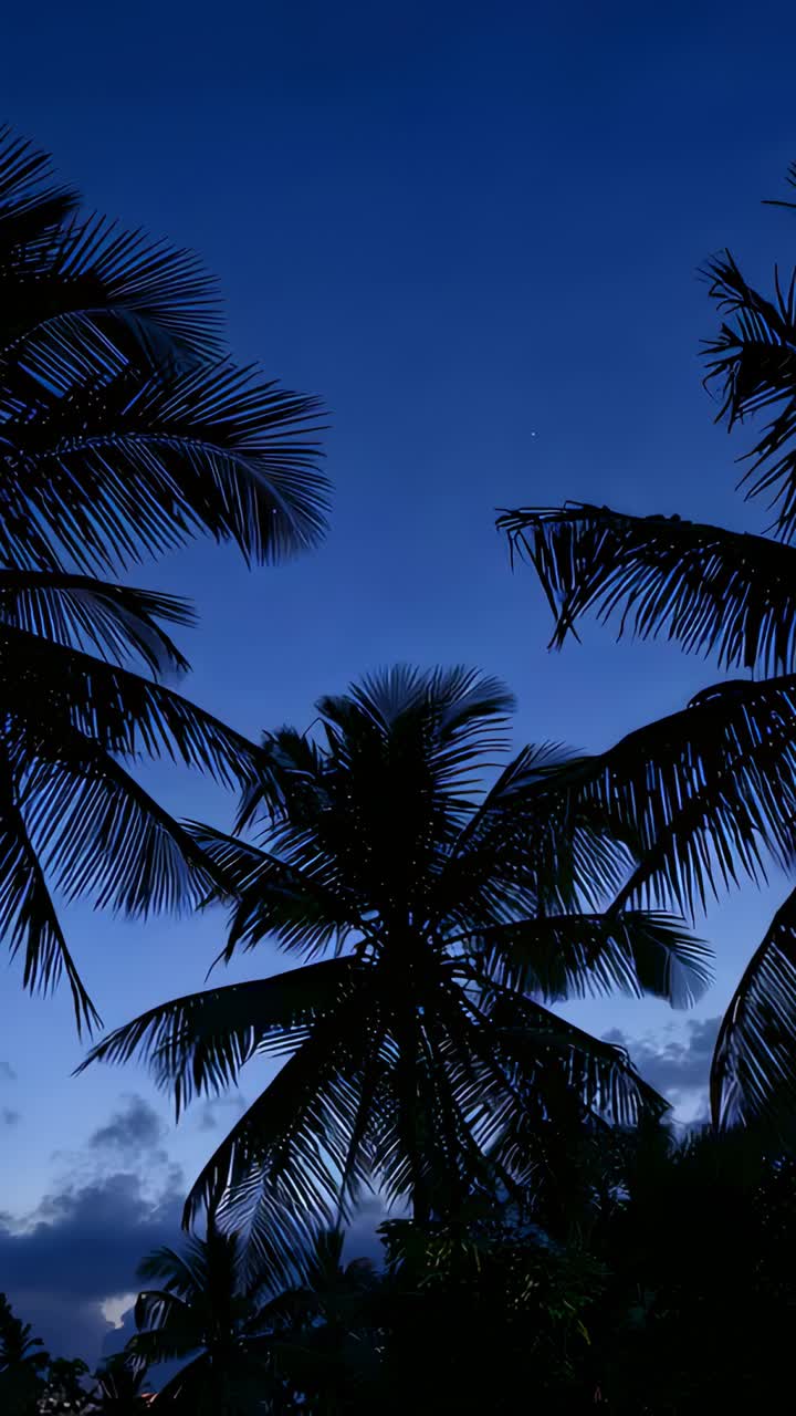 Vertical video: Swaying central palm crown, breeze moving fronds at dusk showing bright star