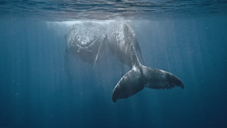 humpback whales resting motionless in the protected marine reserve of vava'u tonga