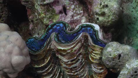 giant blue clam close up on tropical coral in the red sea