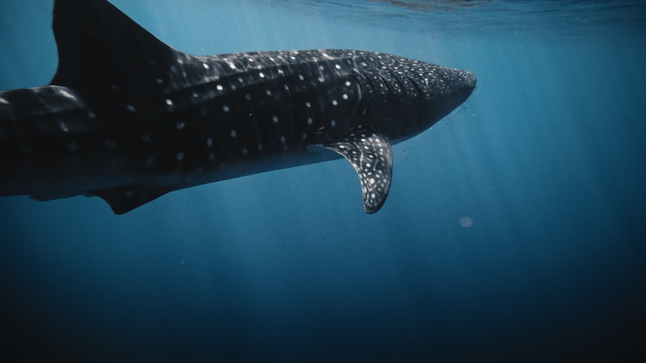 물 표면에서 백라이트 된 고래 상어의 측면 클로즈업 회색 반사, 느린 동작