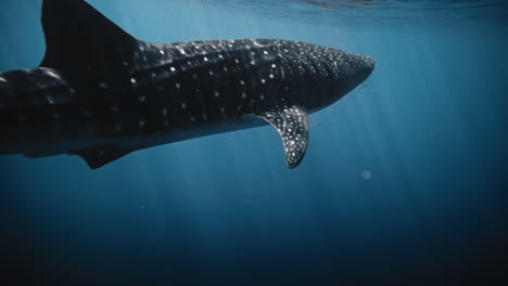 primer plano lateral de un tiburón ballena retroiluminado en la superficie del agua con reflejo gris, cámara lenta