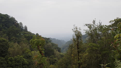 beautiful lush green forests and trees in rural countryside of tanzania