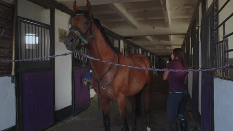 woman grooming a horse in a stable