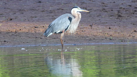 Ein-Graureiher,-Der-In-Einem-Kleinen-See-Nach-Seiner-Morgenmahlzeit-Fischt