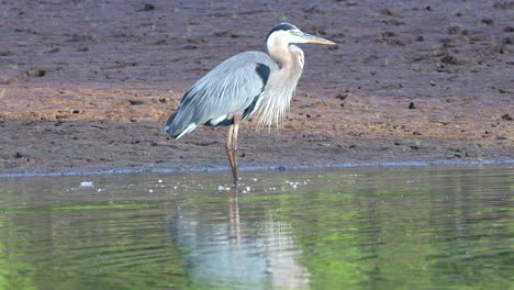 una garza gris pescando su comida matutina en un pequeño lago