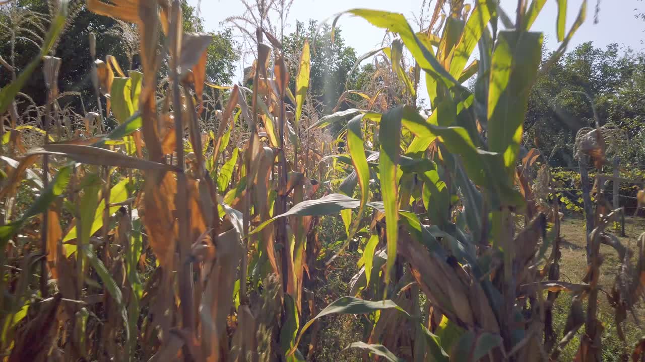 Slow dolly in a cornfield