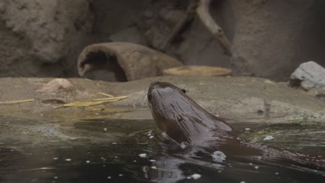 la nutria sale del estanque en cámara súper lenta.