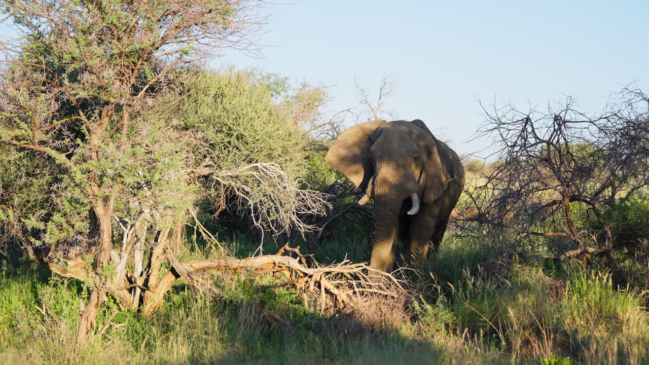 Olifant in de Afrikaanse savanne