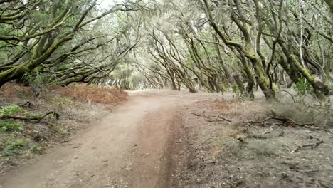selva tropical de cuento de hadas en el parque nacional de garajonay en la isla de la gomera, islas canarias