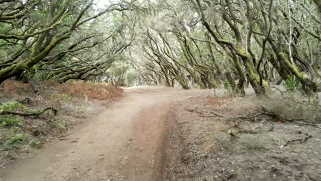 fairy-tale tropical rain forest in garajonay national park on the island of la gomera, canary islands