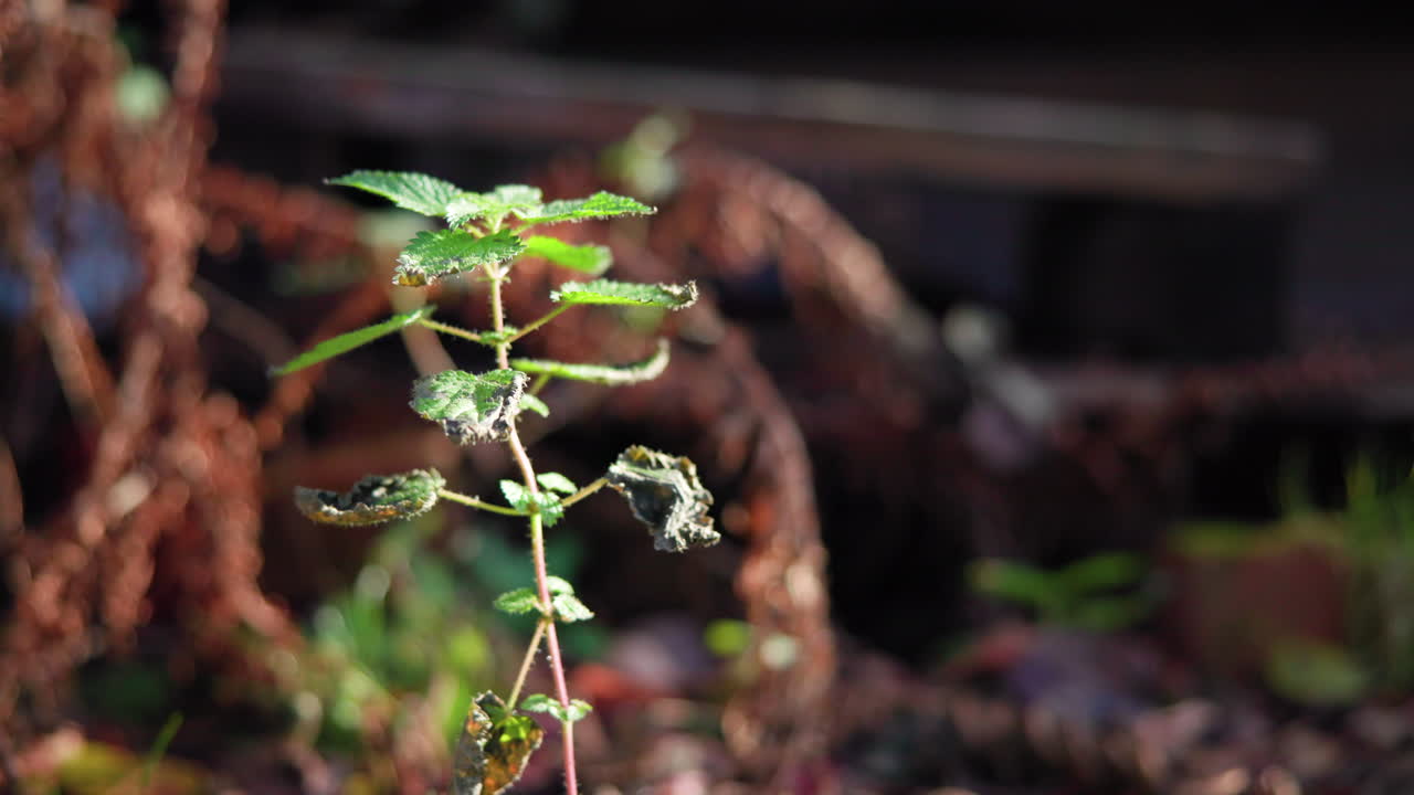 A plant growing outdoors