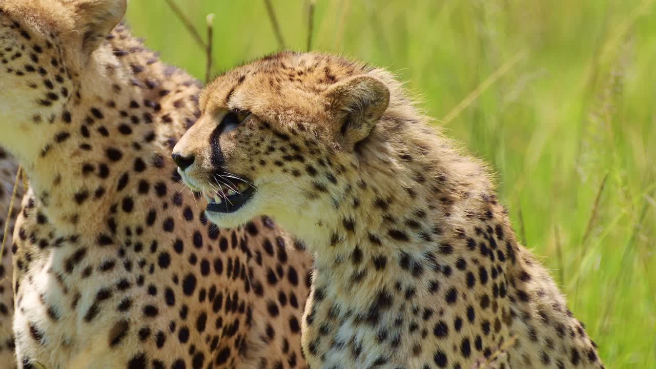케냐 의 마사이 마라 국립 보호 구역 에 있는 아프리카 야생 동물 의 가까운 초상화 촬영, 아름다운 아프리카 사파리 동물 의 털 털 코트