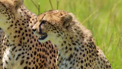 Cheetah-with-mouth-open-panting,-close-up-portrait-shot-of-African-Wildlife-in-Maasai-Mara-National-Reserve,-Kenya,-furry-fur-coat-on-beautiful-african-safari-animal