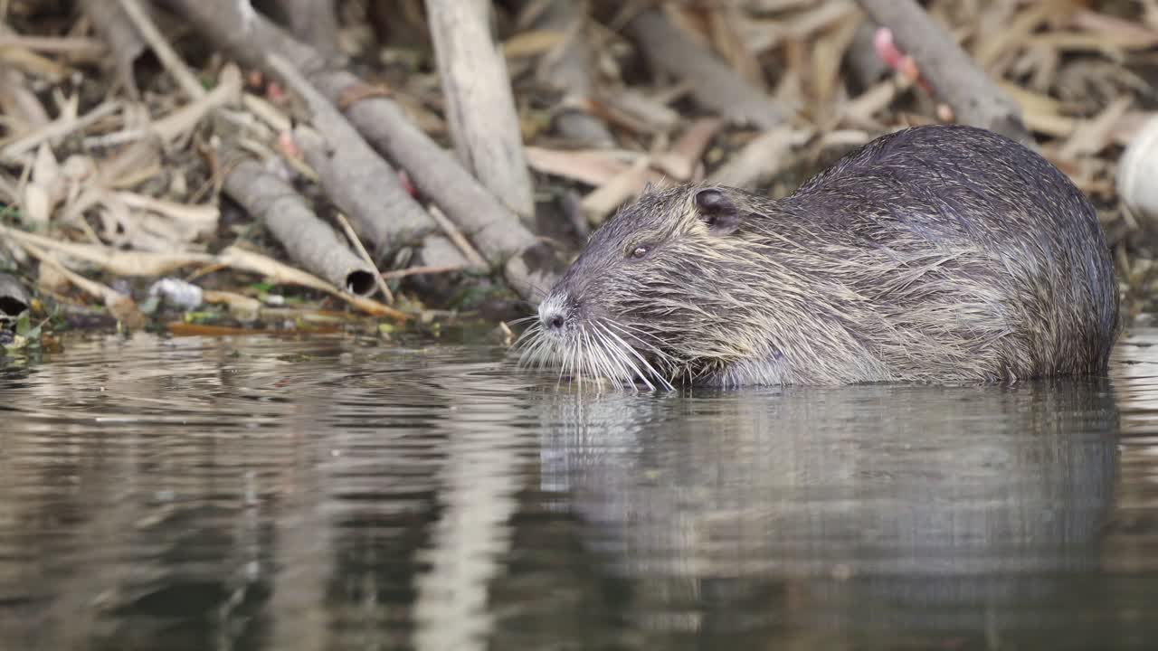 vista de perfil de un coipo marrón salvaje, coypus myocastor ocupado comiendo en un ambiente pantanoso mientras otro nada nada en primer plano