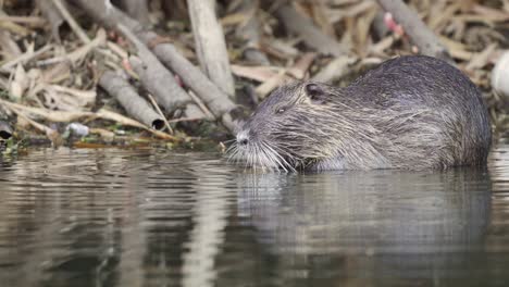 profile view of a wild brown coypu, myocastor coypus busy eating in a swamp environment while another one swim pass in the foreground