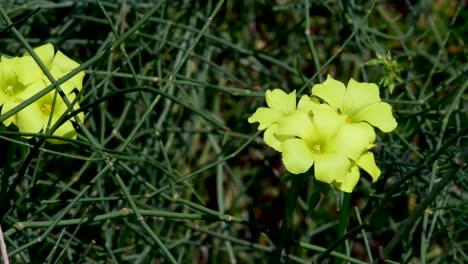 cierre aislado de flores amarillas que florecen en el sol de invierno- israel