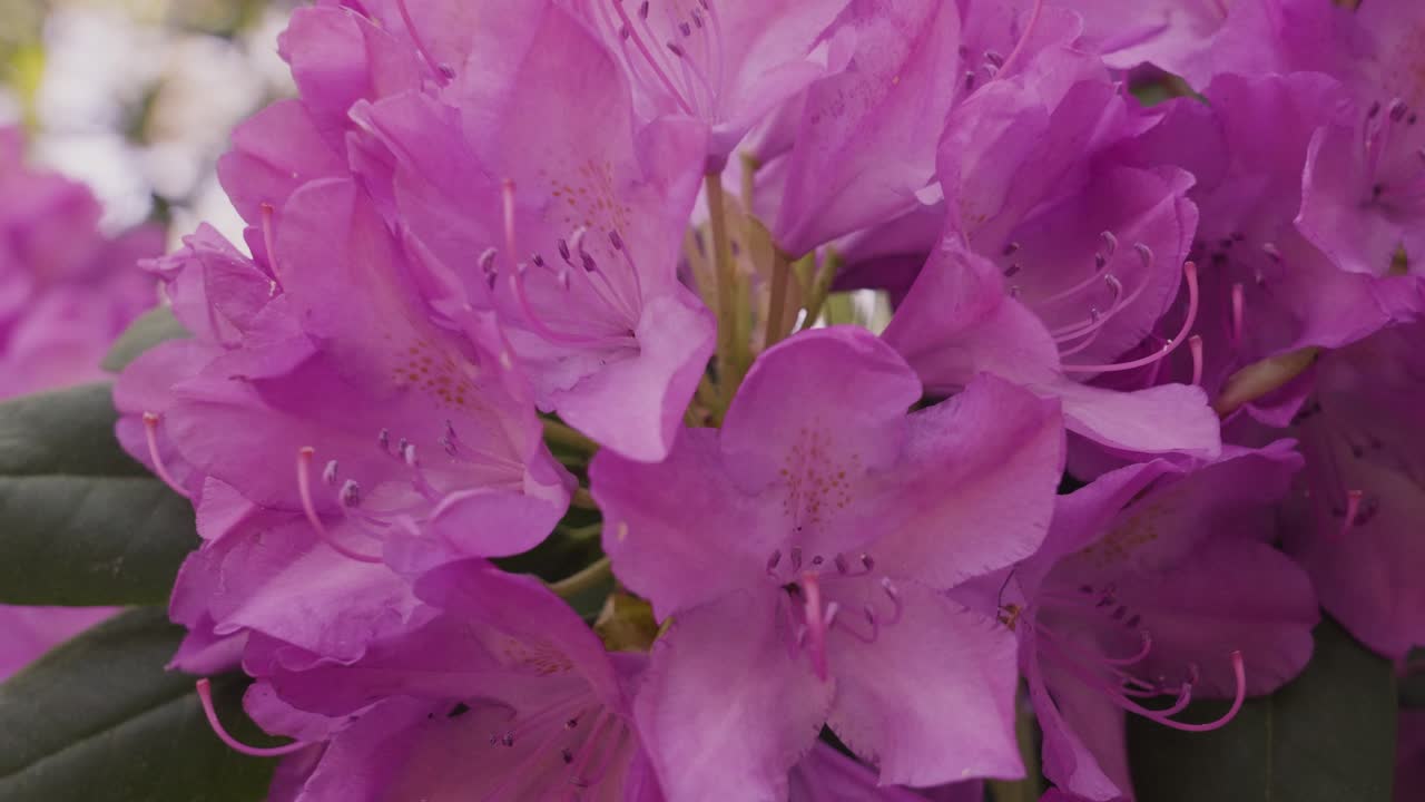 tirando hacia atrás de un primer plano extremo de rododendros
