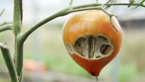 ripe tomato rotted, eaten by insect on the tree vine