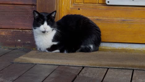 gato de tuxedo relajado acostado en una alfombra frente a una puerta en un porche