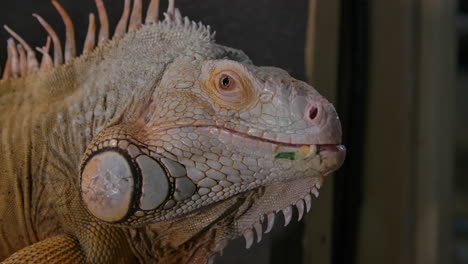 iguana verde cerrar perfil lateral