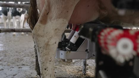 teat cup shells attach one by one into the udders of the dairy cattle