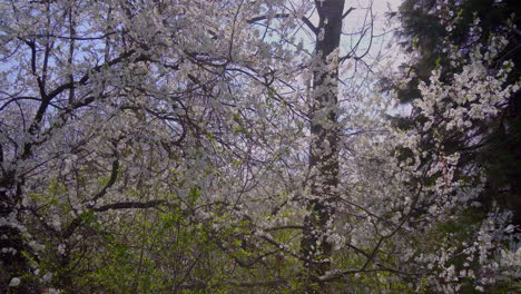 árbol-De-Primavera-Cubierto-Todo-De-Colores-Florecientes-Blancos