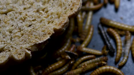 The-Mealworm-is-a-species-of-Darkling-Beetle-used-to-feed-pets-like-fish,-snakes,-birds,-and-frogs