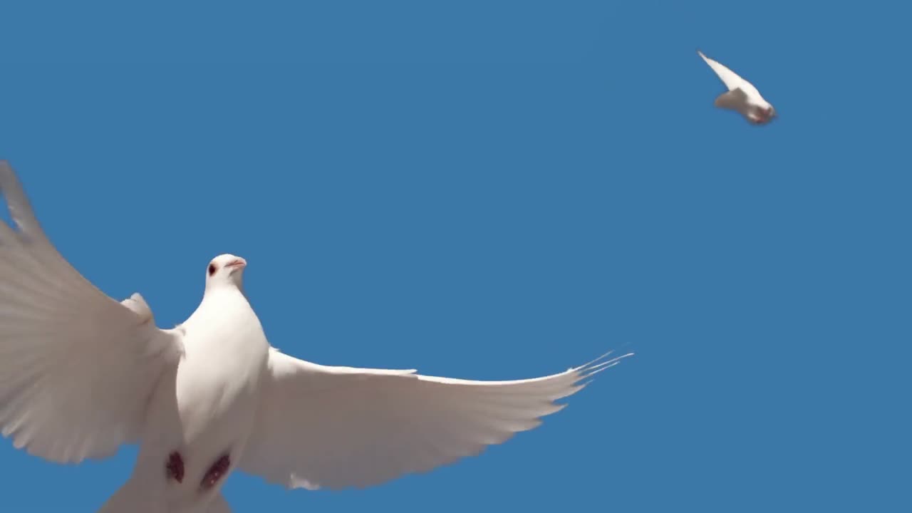 青い背景を飛ぶ鳩
