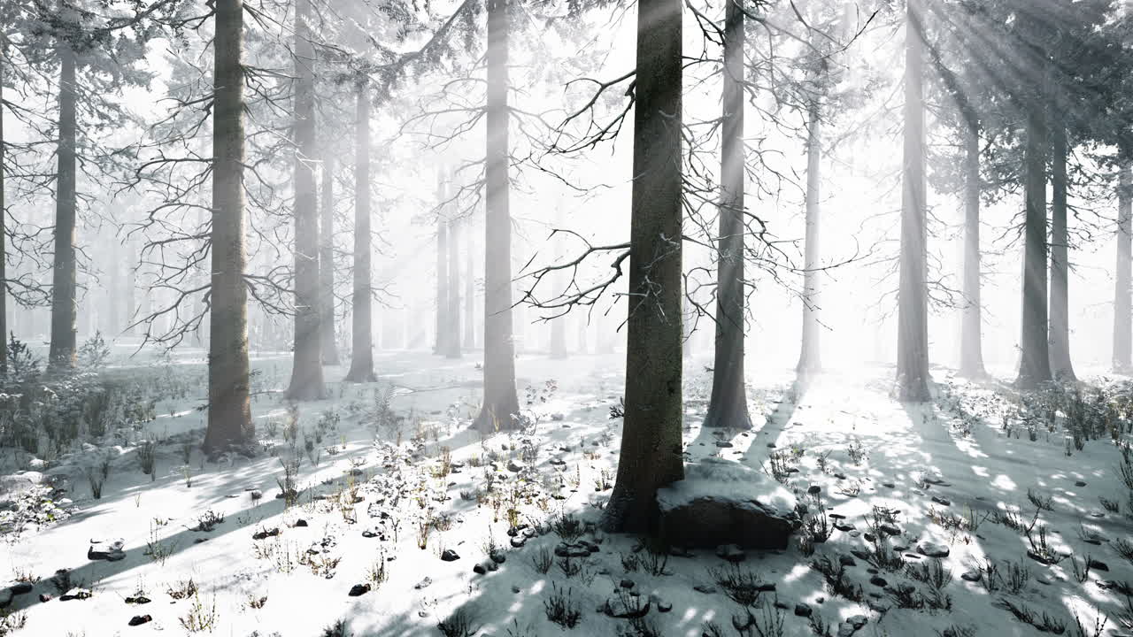 첫 번째 눈과 함께 추운 겨울 구름이 많은 날에 숲에서 안개